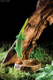 Exo Terra Gecko Combo Water & Feeding Dish