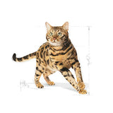 Royal Canin Bengal Adult