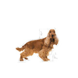 Royal Canin English Cocker Spaniel Adult