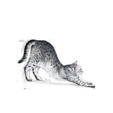 Royal Canin Home Life Indoor 27