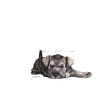 Royal Canin Miniature Schnauzer Puppy