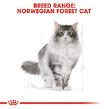 Royal Canin Norwegian Forest Cat Adult