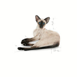 Royal Canin Siamese Adult